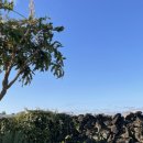 구좌 라파 김두성 할머니집 이미지