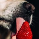 강아지와 과일 이미지