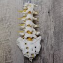 사명복싱 | 성수동 필라테스, 종아리 저림 허리 통증으로 정형외과까지 다녀온 직장인 후기 (하우스틸츠)