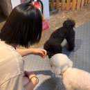 신정로41번길 | 용인 애견동반 카페 테일즈파크 데이트 가볼만한 곳