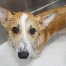 이누아이 이미지