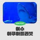 메디칼신비 | [여행/여수]아쿠아플라넷여수 아쿠아리움 아이랑갈만한곳/가족여행코스추천/예매,관람,체험,주차후기.
