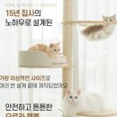 오로라 캣 이미지