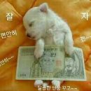 꿀잠 이미지