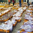 목포참홍어 이미지