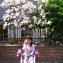 장안어린이집 마당에도 봄이 왔어요^^* 이미지