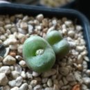 반지피시 이미지