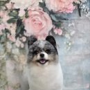 블랑드펫 이미지