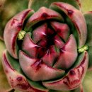 엘도라도 이미지