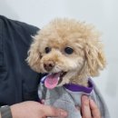 민트동물병원 이미지