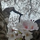 생태공원편의점 | [부산 맥도생태공원 벚꽃길 산책 후기]조용한 봄날, 꽃잎 따라 걷는 시간