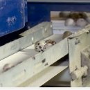 메추리농장 이미지