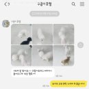 콩몽이네 이미지