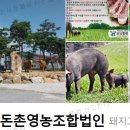 토담흑돈