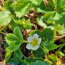 밭두렁농원 이미지