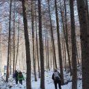 원대리 자작나무숲 이미지