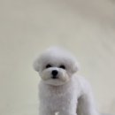 깔꼼 애견미용실 이미지