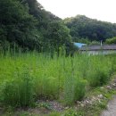 입석리농장 이미지