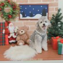 독 | 부산 애견카페 넓은 강아지 운동장 있는 그랑독 후기