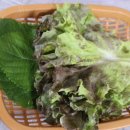 죽도해삼 이미지