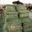 단풍미인한우 영농조합법인 이미지