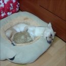 용마동물병원 이미지