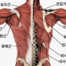 에이치 바디 핏 이미지