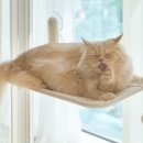 야옹아놀자 마곡점 이미지