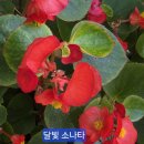 아끼지 마세요 / 나태주 이미지