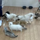 익산 고양이카페 아이캣유 이미지