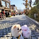전주 한옥마을, 드라이브 코스, 데이트 코스, 당일치기, 전라도여행, 전주 가볼함한 곳, 애견동반...