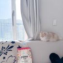 나우치킨 | 장 예민한 고양이 사료 추천 나우캣 굿그레이비 치킨 솔직 후기