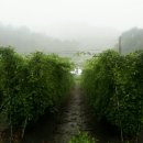 미녀네농장 이미지