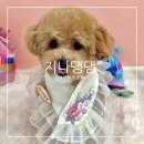 지나댕댕 이미지