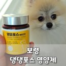 오늘도 댕댕 | 강아지 종합 건강 영양제, 올인원으로 댕댕포스 급여 후기