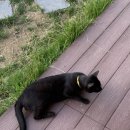 스테이 다로 이미지