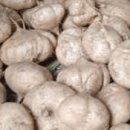 돼지잡는농부 | 돼지감자 수확시기 완벽 가이드