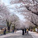 완산공원(아래) | 전주 가볼만한곳 4월 2박3일 전주 벚꽃 여행코스
