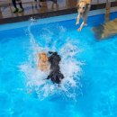 힐링독아카데미 이미지