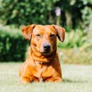 꿀강아지 이미지