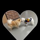 생글댕글 이미지