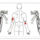 Triceps Brachii (상완삼두근) 이미지