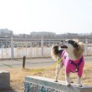 조정경기장 화장실(관리동) | 하남 미사경정공원 미사리 조정경기장 강아지 산책장소 추천!