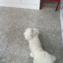 도그바게트 이미지