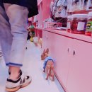 핑크 PET 살롱 네이버블로그