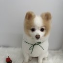 물개스테이 이미지