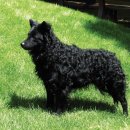 무디MUDI