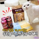 동원몰 마이펫 첫구매 혜택 + 고양이 올인원패키지 솔직 후기
