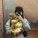 피피독 이미지