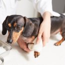 이즈동물병원 이미지